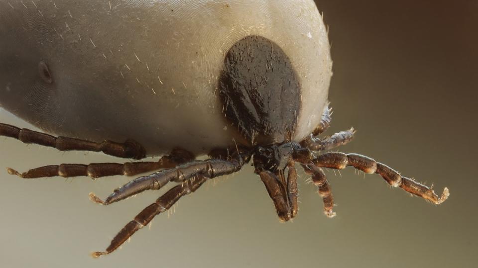 Ixodus ricinus